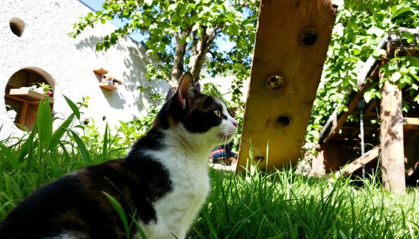 Stratégies pour intégrer une routine sécurisée pour les chats en liberté